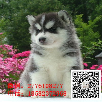 汕头哪里有卖哈士奇犬包纯种健康 黑白色红色