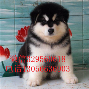 周口出售纯种灰色阿拉斯加熊版阿拉斯加大骨架