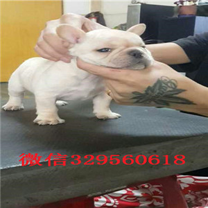 长沙哪里有卖的哪里能买到纯种法斗疫苗齐全 价格实惠憨憨的法斗犬
