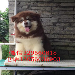 焦作哪里能买到黑色阿拉斯加熊版阿拉斯加大骨架