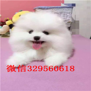 莱芜哪里有卖聪明可爱的博美黄色博美高品质博美