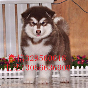 延边州哪里有卖灰色阿拉斯加巨型阿拉斯加包纯