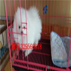 铁岭哪里有卖哈多利球体博美黄色博美高品质博