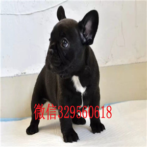 长沙哪里有卖的哪里能买到纯种法斗疫苗齐全 