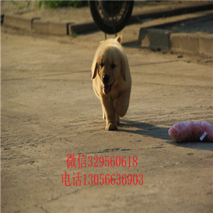 平顶山出售纯种高品质精品金毛金毛多少钱疫苗