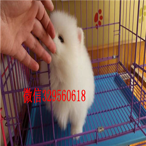 平顶山出售哈多利球体博美博美多少钱一只包纯