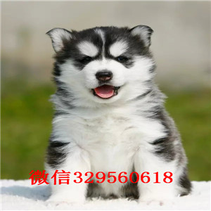  平顶山哪里有卖哈士奇的 纯种哈士奇多少钱 