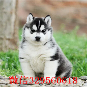 大连哪里有卖哈士奇的 纯种哈士奇多少钱 蓝