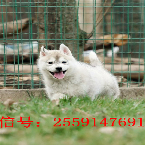 长沙哪里卖哈士奇 长沙黑色哈士奇价格 红色哈士奇多少钱