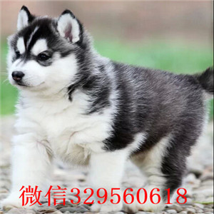  漯河哈士奇多少钱 漯河哪里有卖哈士奇 纯种