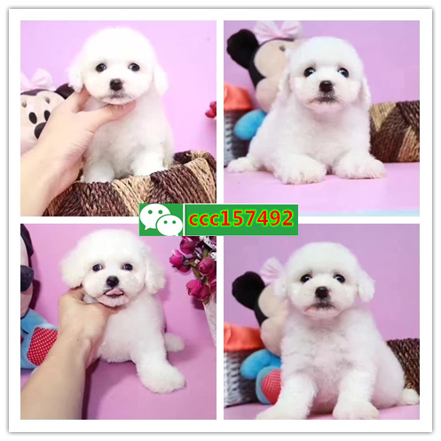 北京买狗、北京卖狗信息、北京宠物狗交易信息