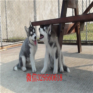 潍坊哪里有纯种哈士奇出售  哈士奇幼犬小狗哪