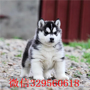 濮阳哈士奇哪里有卖的 纯种健康的哈士奇双蓝