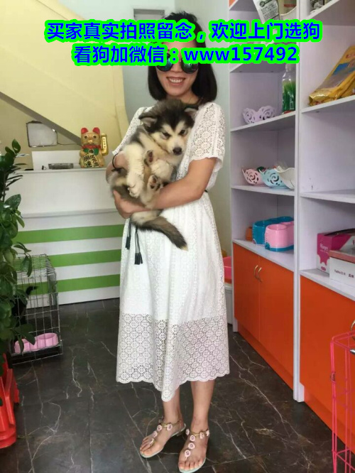 深圳市区哪里有宠物店 深圳纯种哈士奇多少钱