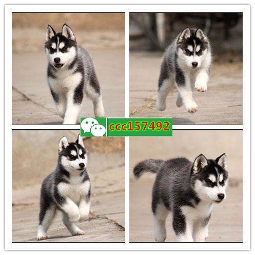 杭州哈士奇多少钱 杭州雪橇犬价格 杭州哪有宠