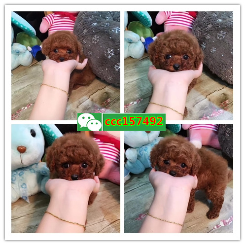 北京宠物网、北京卖狗信息、北京宠物狗多少钱