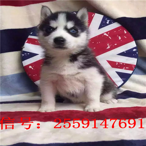 长沙哪里卖哈士奇 长沙黑色哈士奇价格 红色哈士奇多少钱