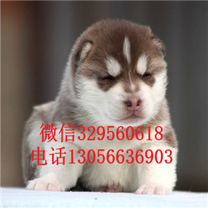 哈尔滨哪里有卖哈士奇赛级哈士奇精品哈士奇多