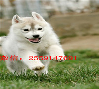  十堰哪里卖纯种哈士奇 十堰黑色哈士奇价格 十堰哪里卖灰色哈士奇