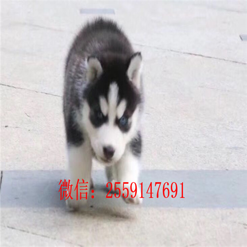  十堰哪里卖纯种哈士奇 十堰黑色哈士奇价格 