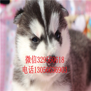 定西哪里能买到纯种哈士奇赛级哈士奇哈士奇犬