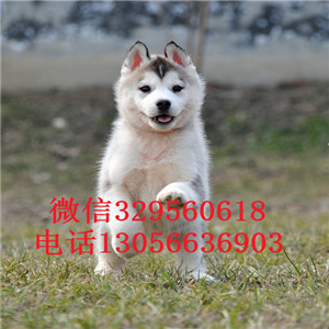 铜川哪里有卖哈士奇纯种哈士奇多少钱哈士奇繁