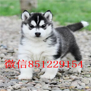 铜川犬舍直销西伯利亚雪橇犬哈士奇幼犬好养活