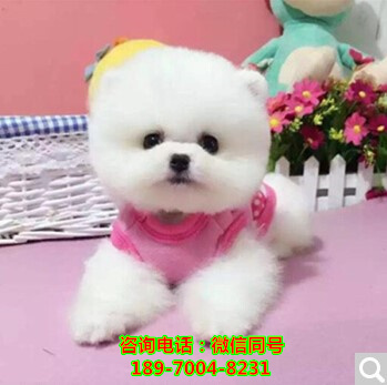 北京纯种阿拉斯加多少钱，北京哪里有小狗出售