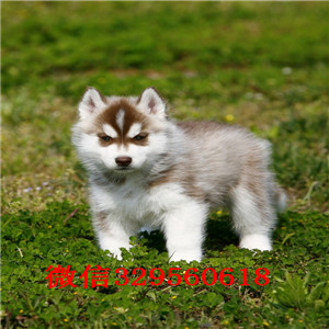 齐齐哈尔哪里有卖哈士奇_哈士奇多少钱_哈士奇