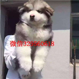 大连地区超大骨架巨型阿拉斯加雪橇犬出售,健