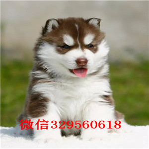 哈尔滨哪里有卖哈士奇_哈士奇多少钱_哈士奇如