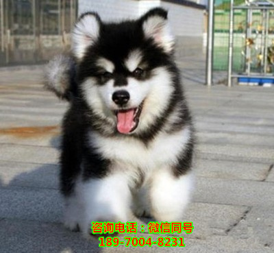 北京纯种阿拉斯加多少钱，北京哪里有小狗出售