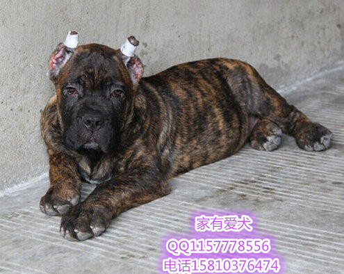 纯种犬繁殖基地出售极品卡斯罗幼犬 疫苗做齐