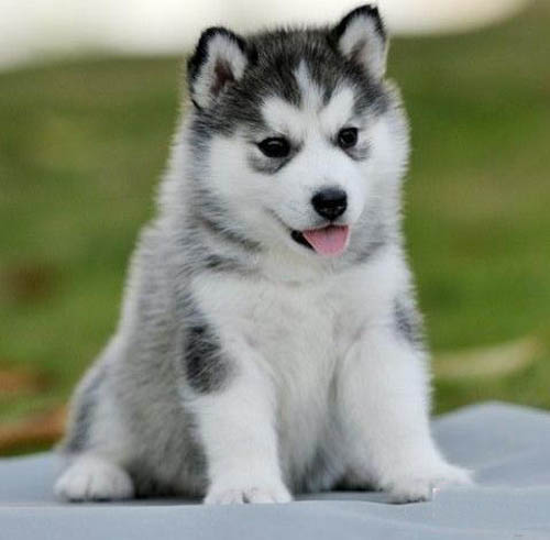 清远一般哪里有卖狗的 清城区哪里有卖哈士奇 