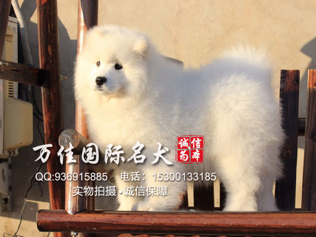 北京萨摩耶多少钱一只 北京萨摩耶怎么卖 萨摩