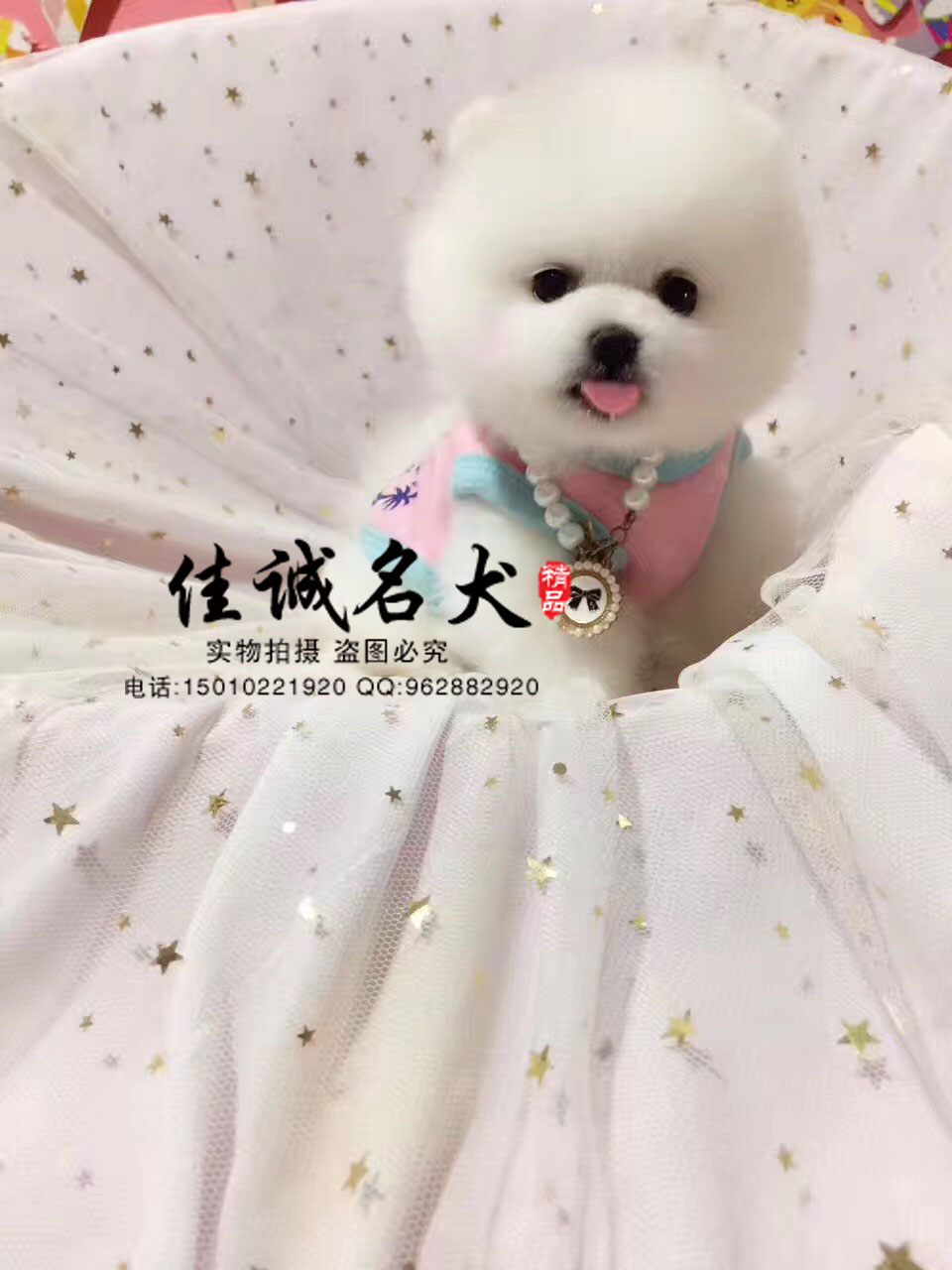 北京哪里卖纯种俊介犬 俊介犬聪明吗