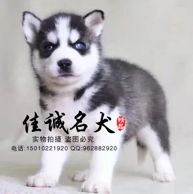 北京哪里有卖纯种哈士奇幼犬 哈士奇掉毛吗