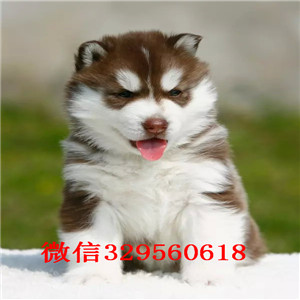 福州哪里卖哈士奇  纯种的哈士奇多少钱一只 