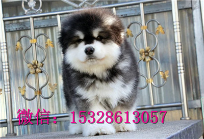 温州哪里有哈士奇出售纯种哈士奇多少钱二哈图