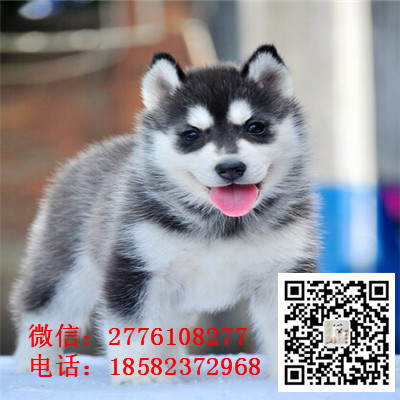 哈尔滨哪里有纯种健康的哈士奇出售 哈士奇幼