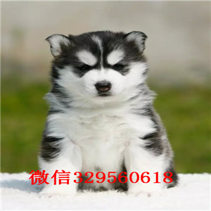 哈尔滨出售纯种三把火蓝眼睛哈士奇幼犬 保健