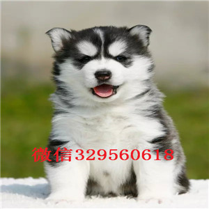  成都哪里有卖哈士奇多少钱能买到纯种哈士奇哈士奇智商 哈士奇拆家吗纯种哈士奇多少钱一只