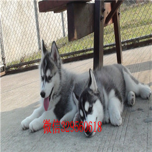  哈尔滨哪里有卖哈士奇多少钱能买到纯种哈士