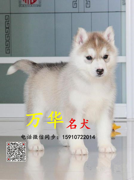 出售纯种熊版哈士奇 熊版哈士奇多少钱 熊版哈士奇照片