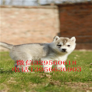  长治哪里有犬舍直销哈士奇幼犬纯种哈士奇犬 