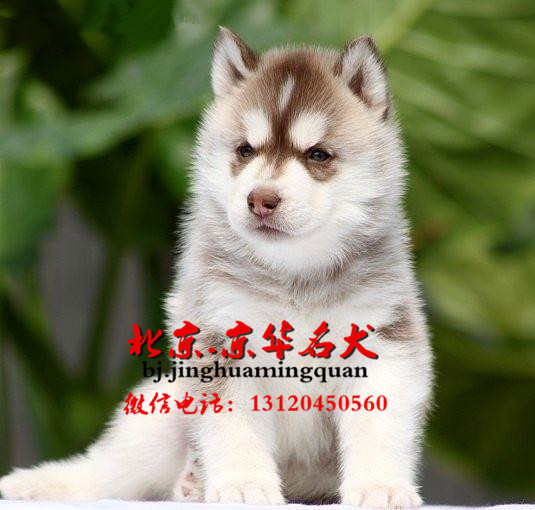 出售纯种哈士奇幼犬 哈士奇图片  哈士奇好养