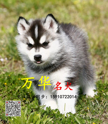 出售纯种熊版哈士奇 熊版哈士奇多少钱 熊版哈士奇照片