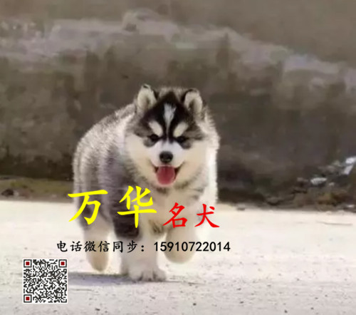 出售哈士奇 黑白色哈士奇 哈士奇多少钱