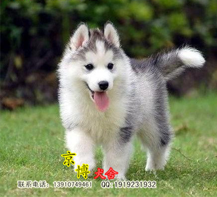 双血统纯种哈士奇幼犬出售 3个月哈士奇价格 京博犬业