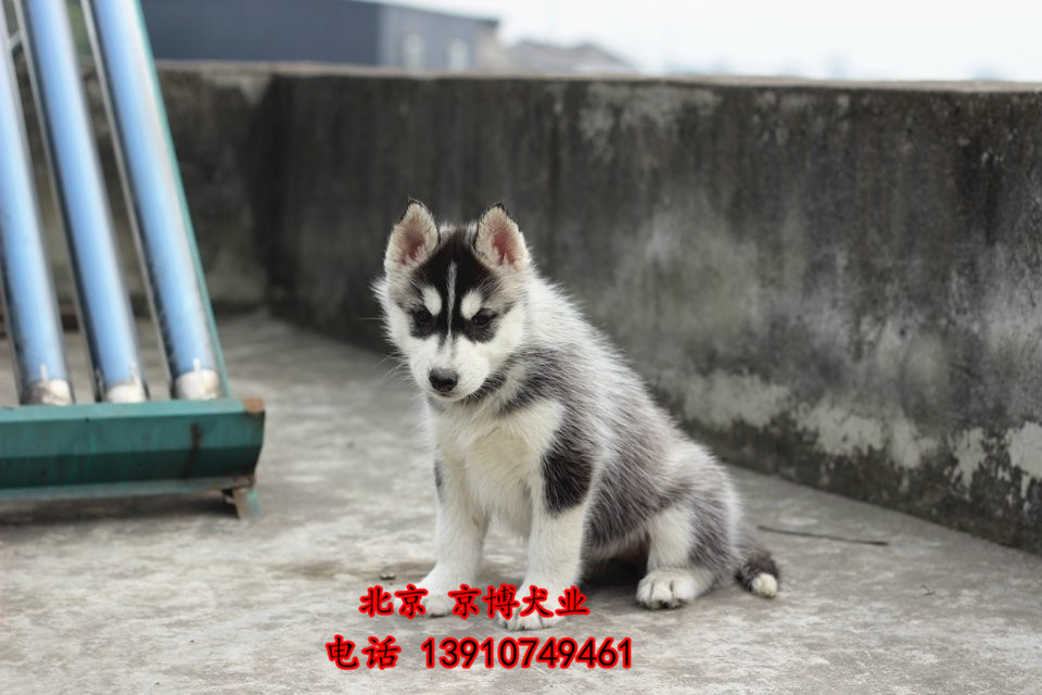 赛级哈士奇幼犬出售 精品二哈幼犬 北京哈士奇